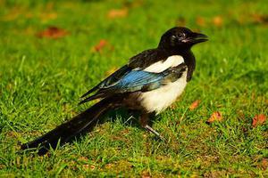 鳳岡縣茶葉出口達(dá)萬(wàn)元