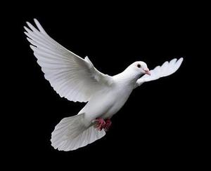 鳳岡縣茶葉出口達萬元