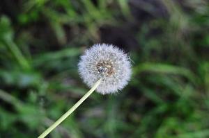 鳳岡縣茶葉出口達(dá)萬元