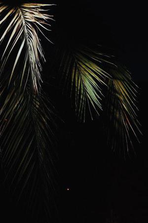 鳳岡縣茶葉出口達(dá)萬元
