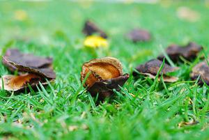 鳳岡縣茶葉出口達(dá)萬元