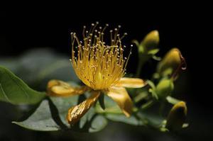 把肖戰(zhàn)放在首位，不跟風(fēng)意見(jiàn)領(lǐng)袖，尊重原創(chuàng)，肖戰(zhàn)粉絲這次能做到