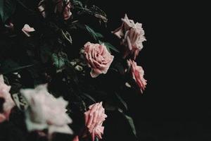 學(xué)術(shù)思想是臨證經(jīng)驗(yàn)的升華