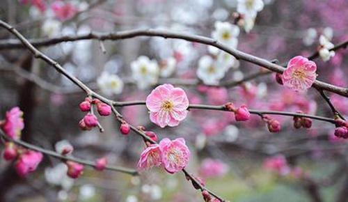 得樂彩票介紹安全