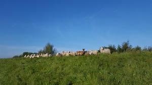 在古代豬肉貴嗎？豬到底在古人的心目中地位高不高？