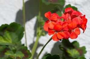 五個新手創(chuàng)業(yè)的項目，學習自用，舉一反三才是創(chuàng)業(yè)的開始