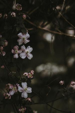 鳳岡縣茶葉出口達(dá)萬元