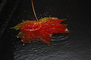 五個(gè)新手創(chuàng)業(yè)的項(xiàng)目，學(xué)習(xí)自用，舉一反三才是創(chuàng)業(yè)的開始