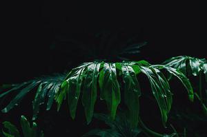 雜秈Y兩優(yōu)302在丘陵山區(qū)示范種植報告