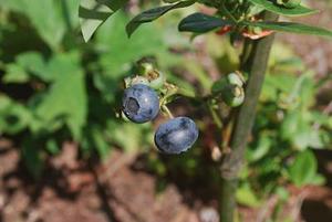 一起主變檢修后內(nèi)部故障分析