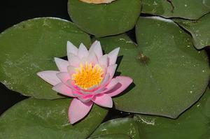 五個新手創(chuàng)業(yè)的項目，學習自用，舉一反三才是創(chuàng)業(yè)的開始