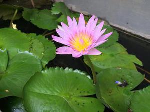 外傷性白內(nèi)障手術(shù)人工晶狀體屈光度測算方法的改進(jìn)――應(yīng)用OrbscanⅡ測