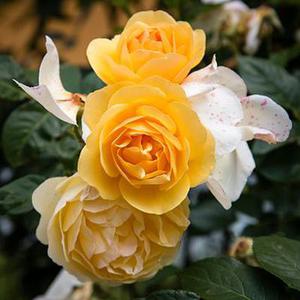 行業(yè)資訊