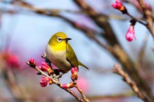 鳳岡縣茶葉出口達(dá)萬元