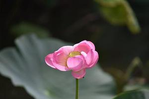 簡書對話創(chuàng)作大賽|??^o^??堅(jiān)果米??^o^??