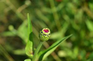 鳳岡縣茶葉出口達萬元
