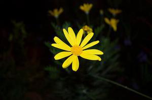 灌芯混凝土砌塊砌體的受剪強(qiáng)度研究