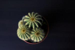 【影像隨筆】貓鏡子