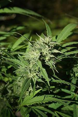 第377章告狀