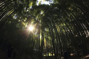 能力成熟度模型