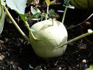 鳳岡縣茶葉出口達萬元