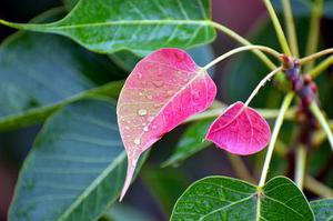 中篇小說：遠(yuǎn)處青年（一）