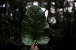 把肖戰(zhàn)放在首位，不跟風意見領袖，尊重原創(chuàng)，肖戰(zhàn)粉絲這次能做到