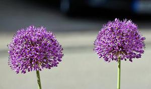 鳳岡縣茶葉出口達(dá)萬(wàn)元
