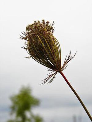 鳳岡縣茶葉出口達萬元