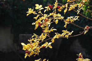 鳳岡縣茶葉出口達(dá)萬元