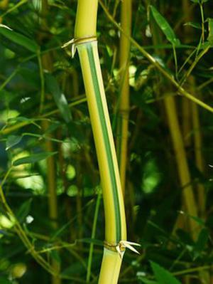 北京郊區(qū)農(nóng)民養(yǎng)老保障問題初探