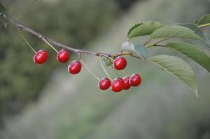 鳳岡縣茶葉出口達萬元