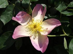 五個新手創(chuàng)業(yè)的項目，學習自用，舉一反三才是創(chuàng)業(yè)的開始