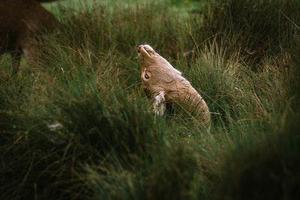 SSH免密碼登陸和免ip連接