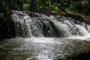 鳳岡縣茶葉出口達(dá)萬(wàn)元