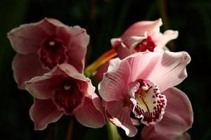 奉節(jié)縣草堂鎮(zhèn)柑橘產(chǎn)業(yè)發(fā)展前景與對(duì)策