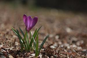 廳黨組成員、總工程師張生福以及廳屬有關(guān)單位負(fù)責(zé)人