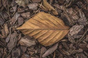 震驚！來自東方的神秘力量助人戒掉毒癮！