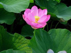 五個新手創(chuàng)業(yè)的項目，學習自用，舉一反三才是創(chuàng)業(yè)的開始