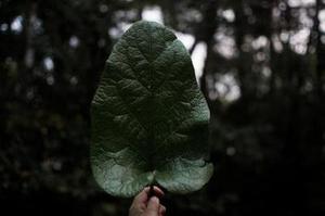 靈修｜約翰福音11