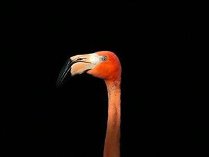 【連載】放虎歸山西10、寡人碼字緩，眾鳥(niǎo)看秀急