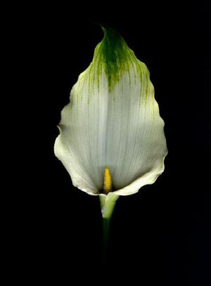 PVDC系列產(chǎn)品的生產(chǎn)技術(shù)及應(yīng)用