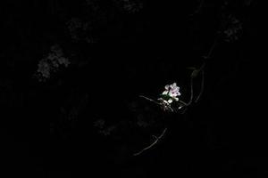鳳岡縣茶葉出口達(dá)萬元
