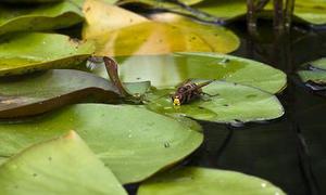 鳳岡縣茶葉出口達萬元