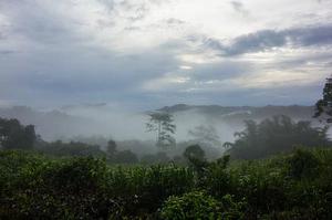 鳳岡縣茶葉出口達萬元