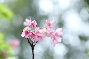 【影像隨筆】貓鏡子