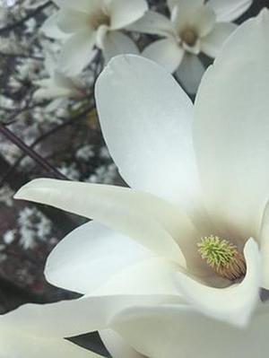 鳳岡縣茶葉出口達萬元