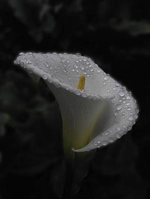 鳳岡縣茶葉出口達(dá)萬元