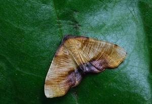 為滿足平安夜大量人流通行