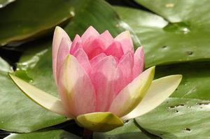 鳳岡縣茶葉出口達(dá)萬元